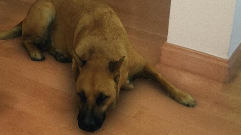 cachorro
