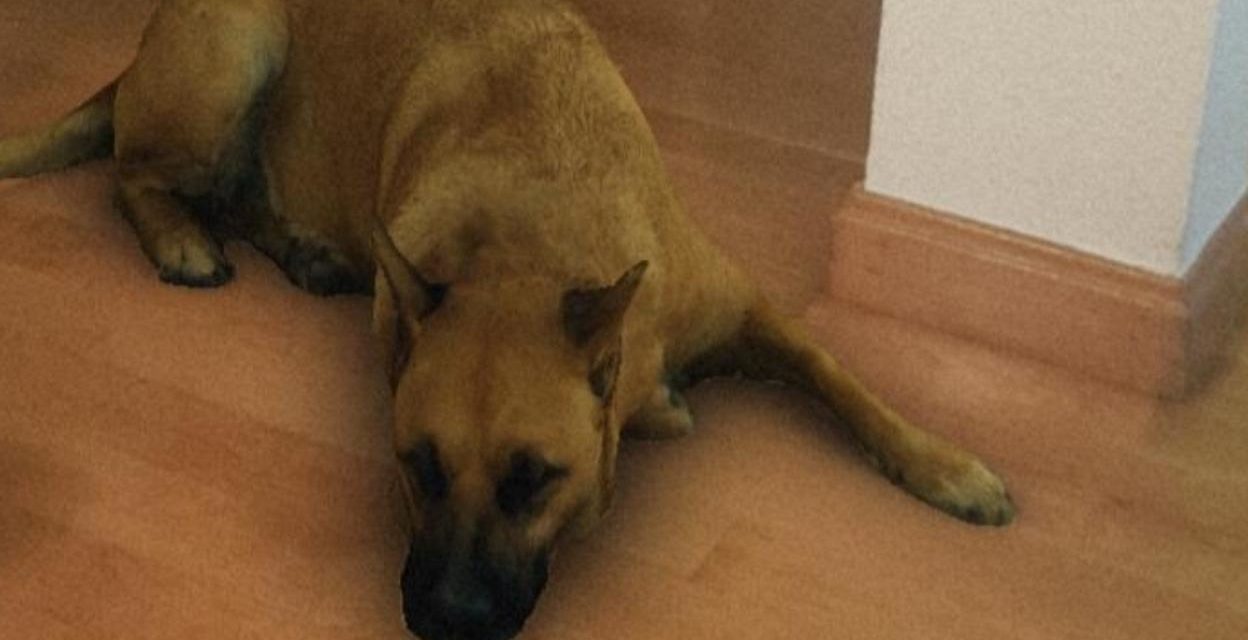 Dica: Como baixar o efeito Sasha Dog no Instagram