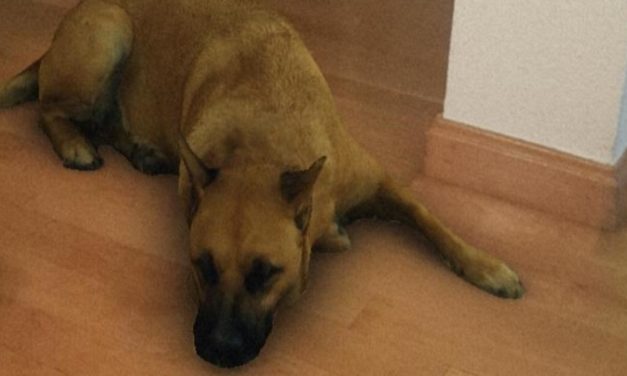 Dica: Como baixar o efeito Sasha Dog no Instagram