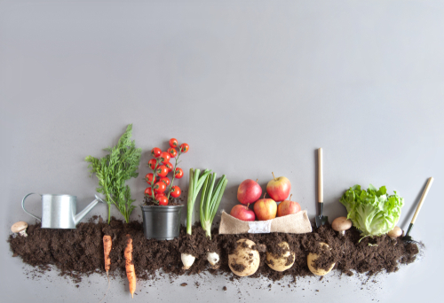Frutas e produtos hortícolas orgânicos que crescem em compostagem
